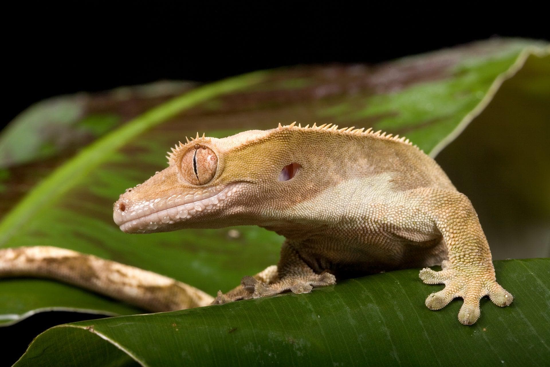 A crested gecko on a leaf