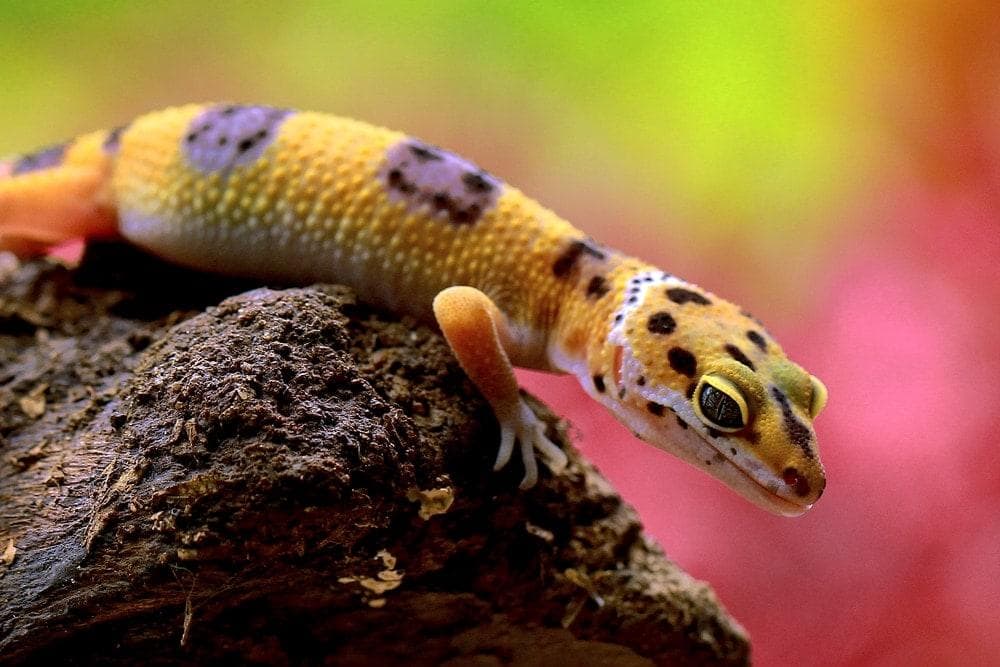 A leopard gecko on a rock