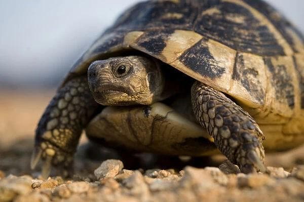 A tortoise on gravel