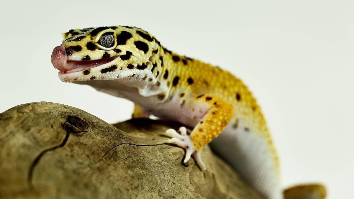 A leopard gecko
